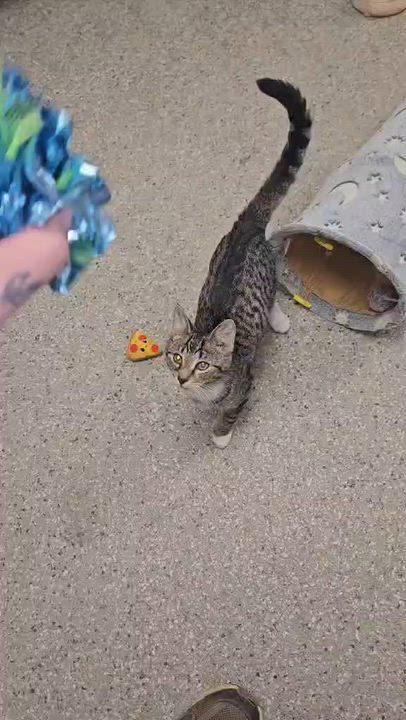 Enlarge Tod, a Adoptable Domestic Short Hair in Wapakoneta, OH video 6/6