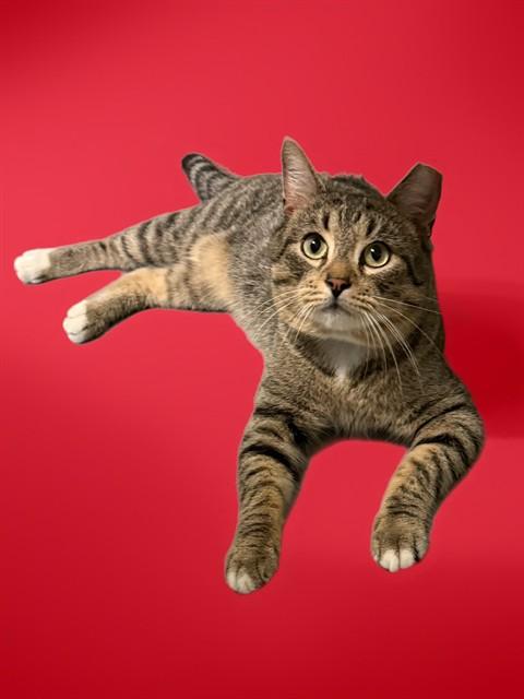 CHIMICHANGA, Adoptable, Young Male Domestic Short Hair.