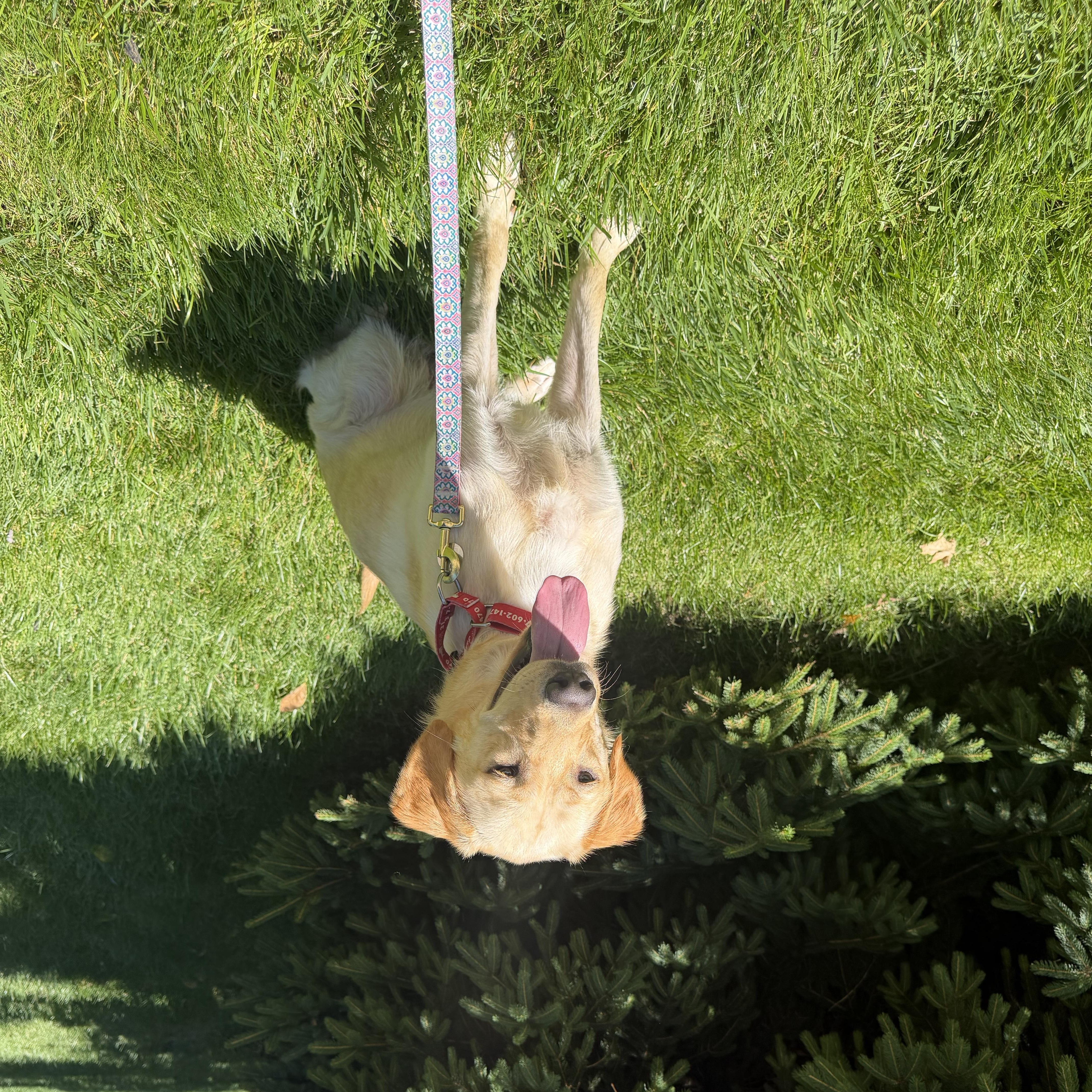 Serenity, a Adoptable Labrador Retriever in Indianapolis, IN image 6/6