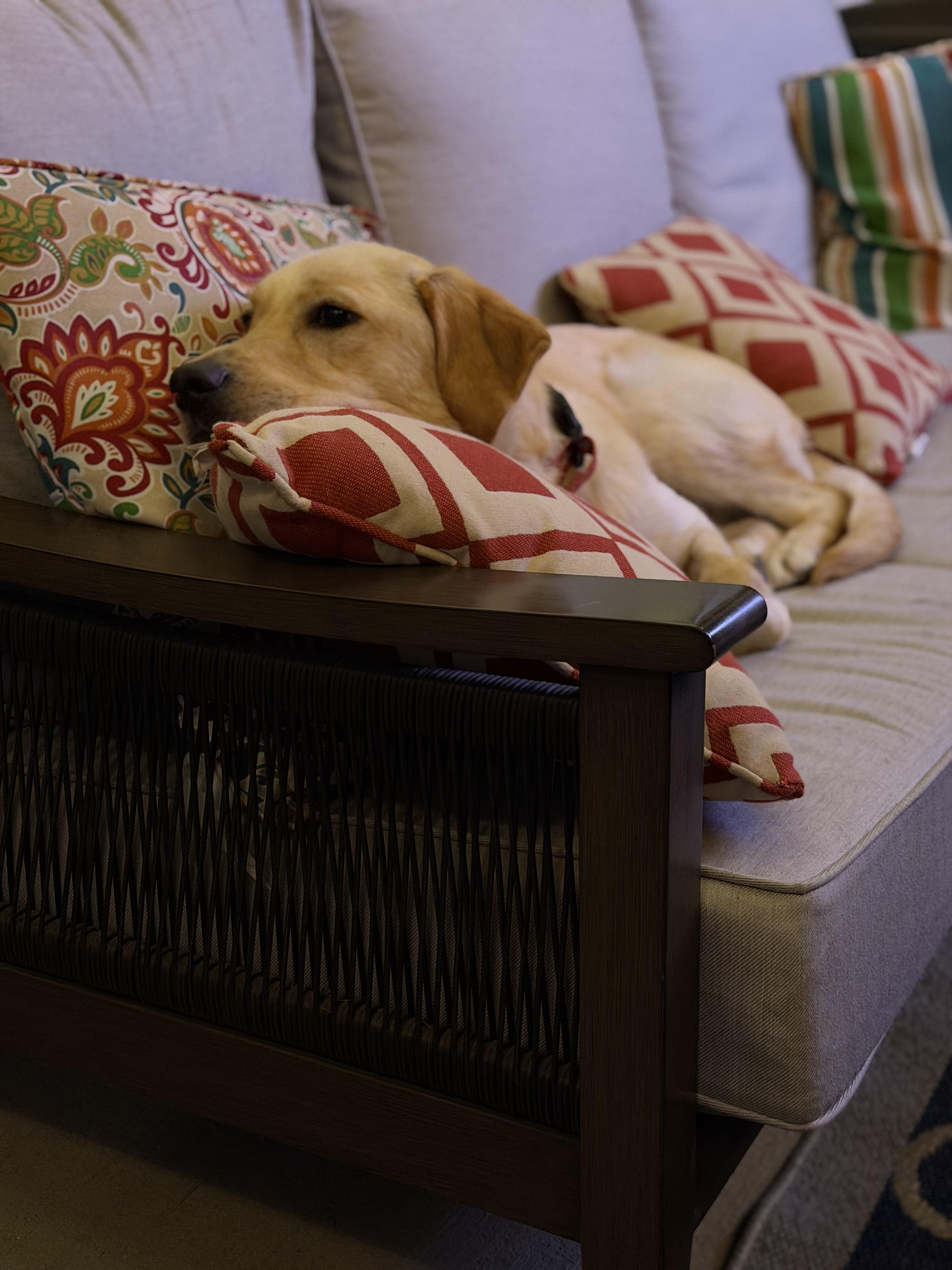 Serenity, a Adoptable Labrador Retriever in Indianapolis, IN image 4/6