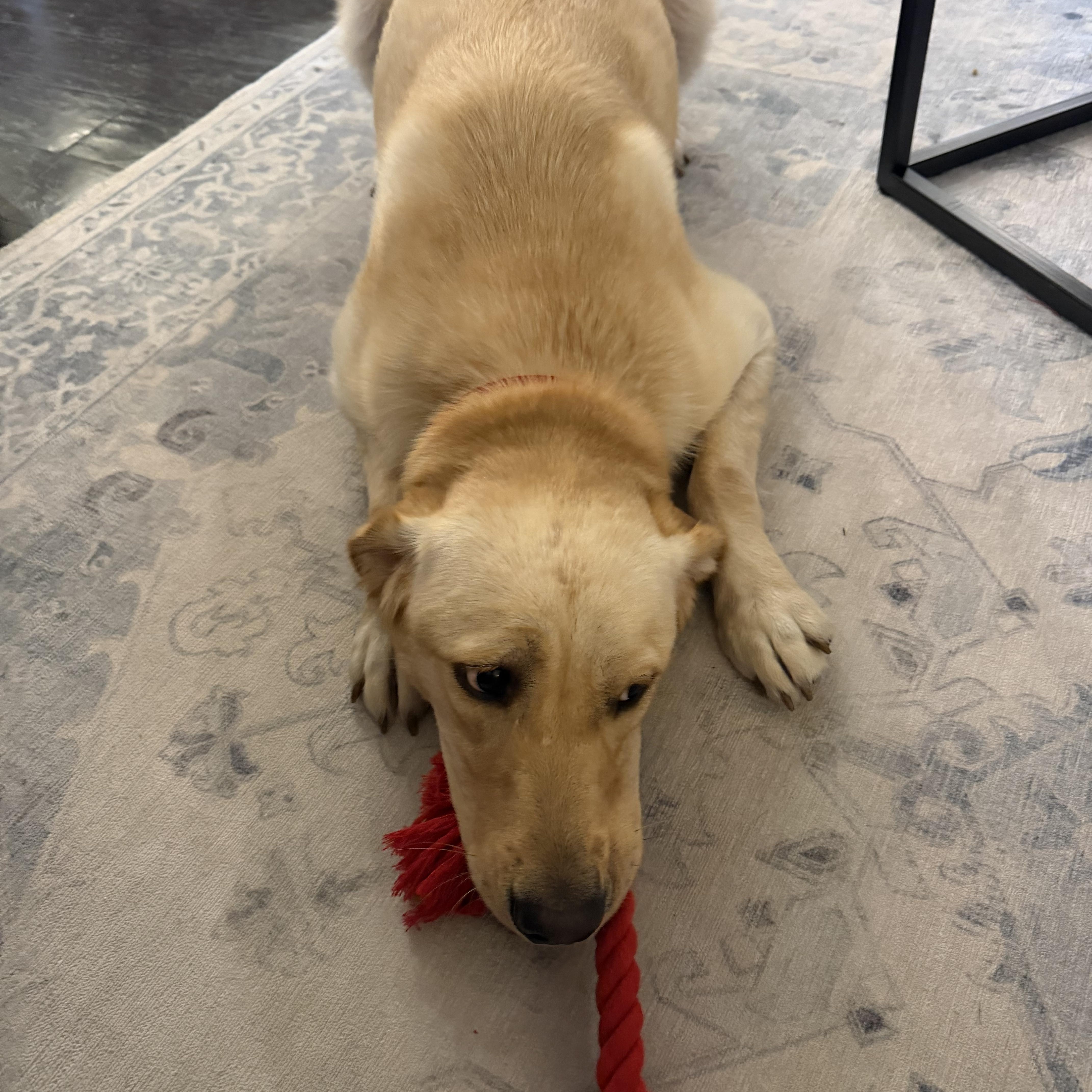 Serenity, a Adoptable Labrador Retriever in Indianapolis, IN image 2/6