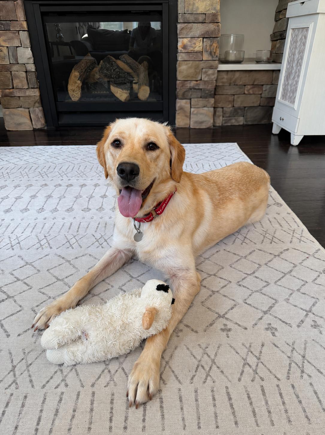 Serenity, Adoptable, Young Female Labrador Retriever.