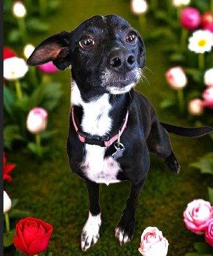 Fiona, Adoptable, Young Female Italian Greyhound.
