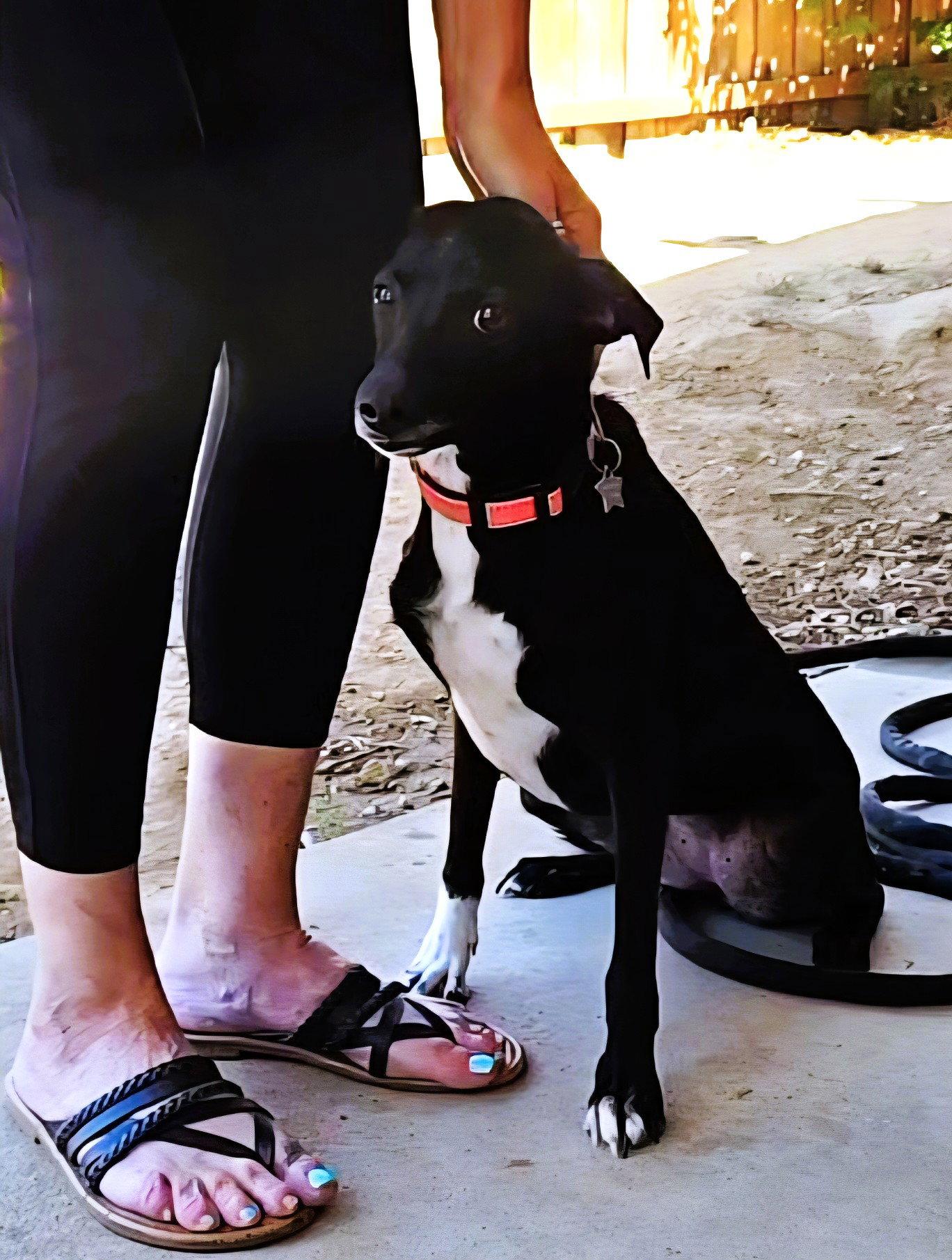 Enlarge Fiona, a Adoptable Italian Greyhound in Fallbrook, CA image 2/3