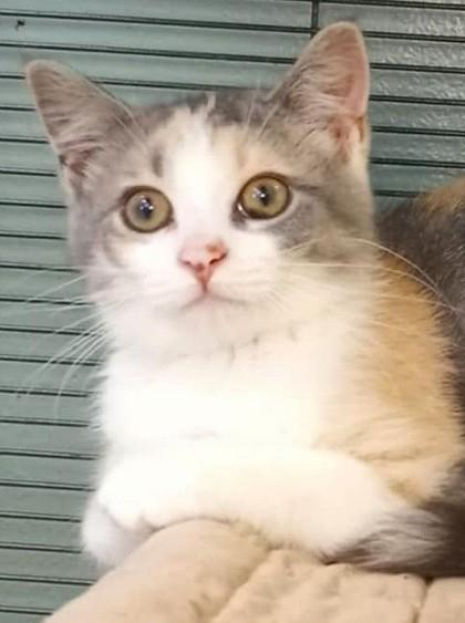 Cersei
