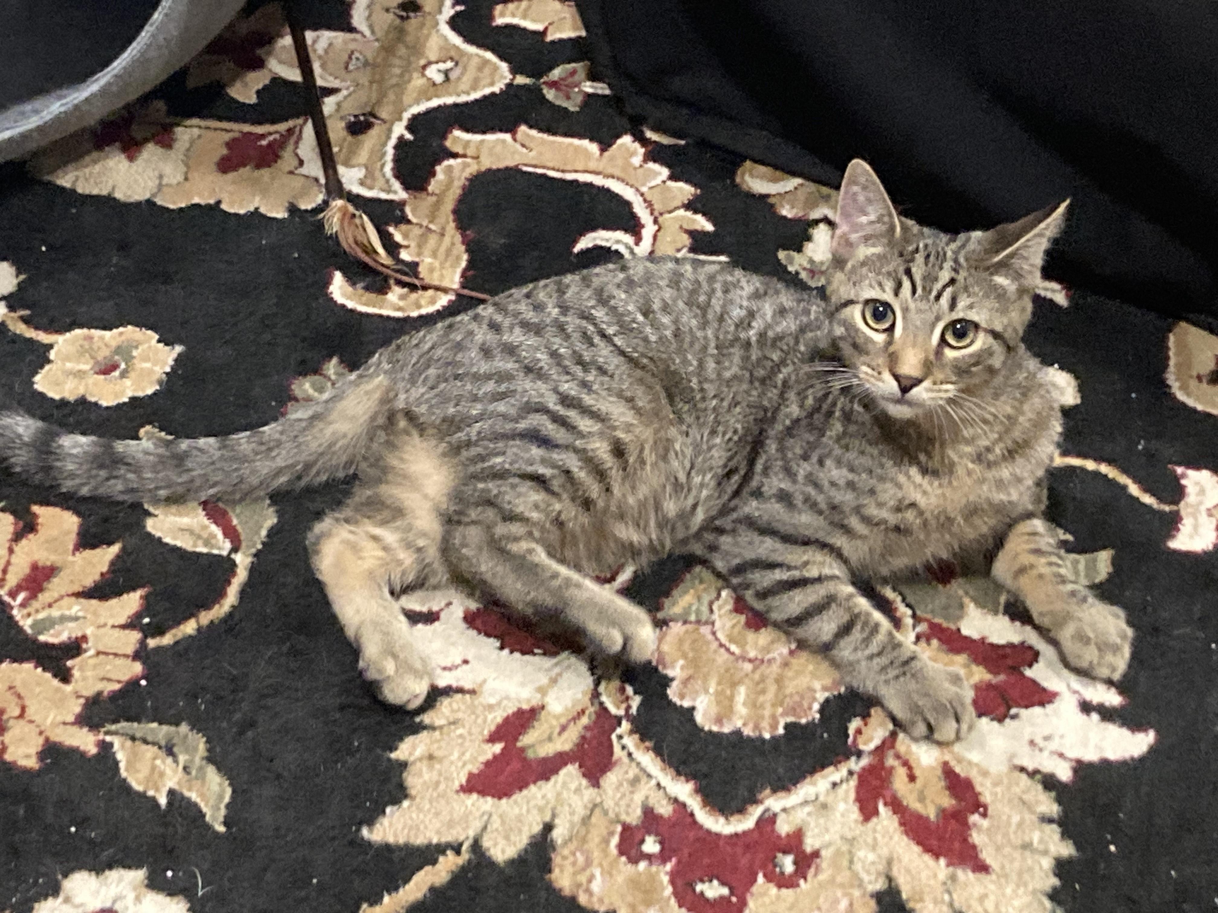 Whiskey, a Adopted Domestic Short Hair in Pompton Lakes, NJ image 1/2