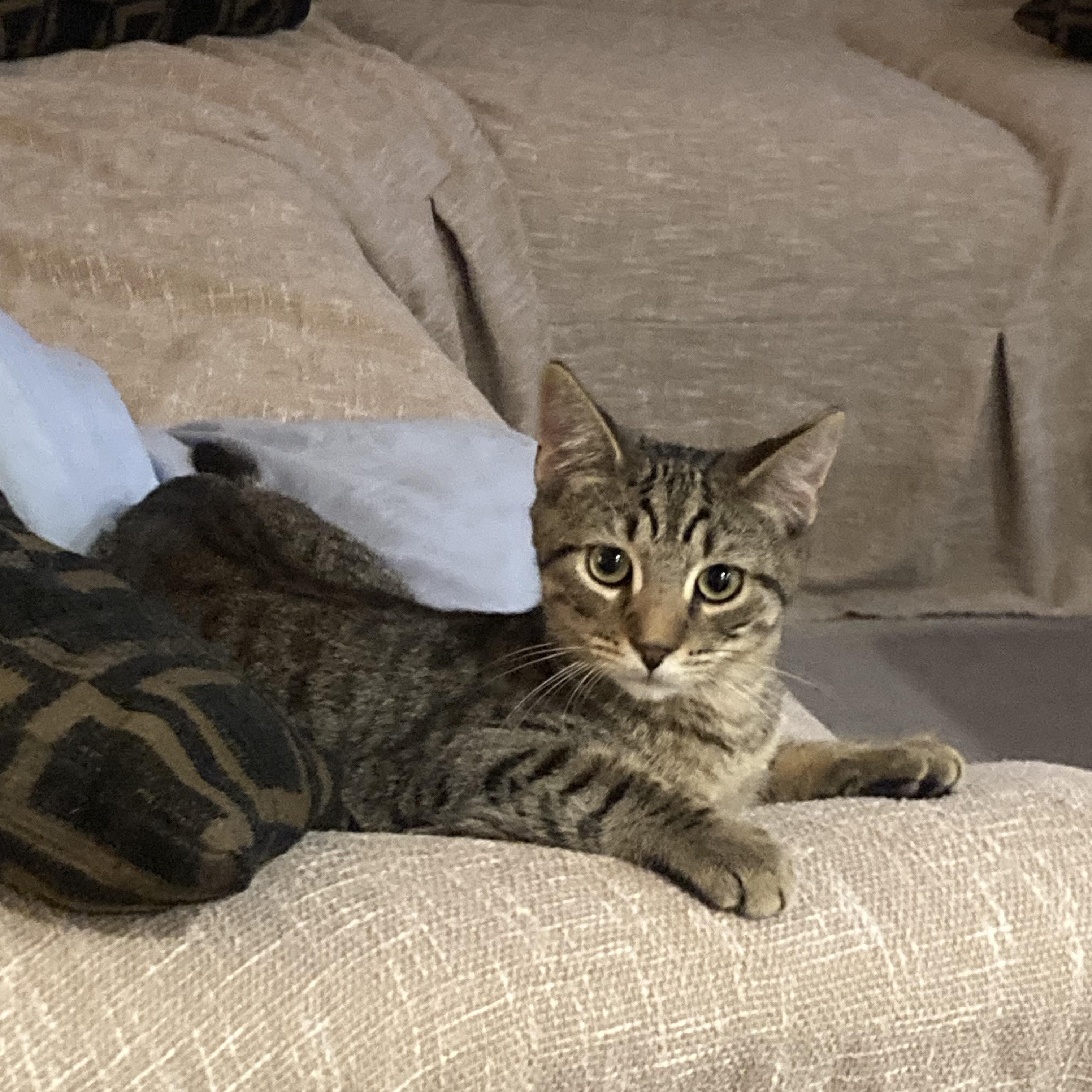 Whiskey, a Adopted Domestic Short Hair in Pompton Lakes, NJ image 2/2