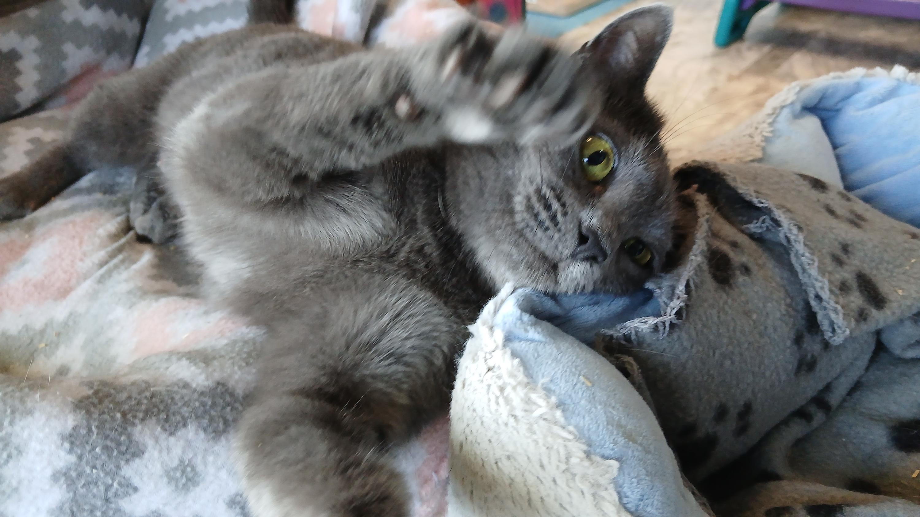 Enlarge Waverly, an adopted Domestic Short Hair in Cullowhee, NC image 1/6