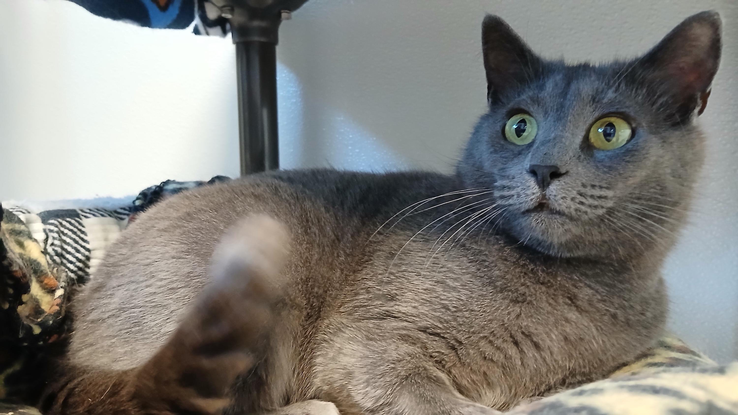 Enlarge Waverly, an adopted Domestic Short Hair in Cullowhee, NC image 5/6