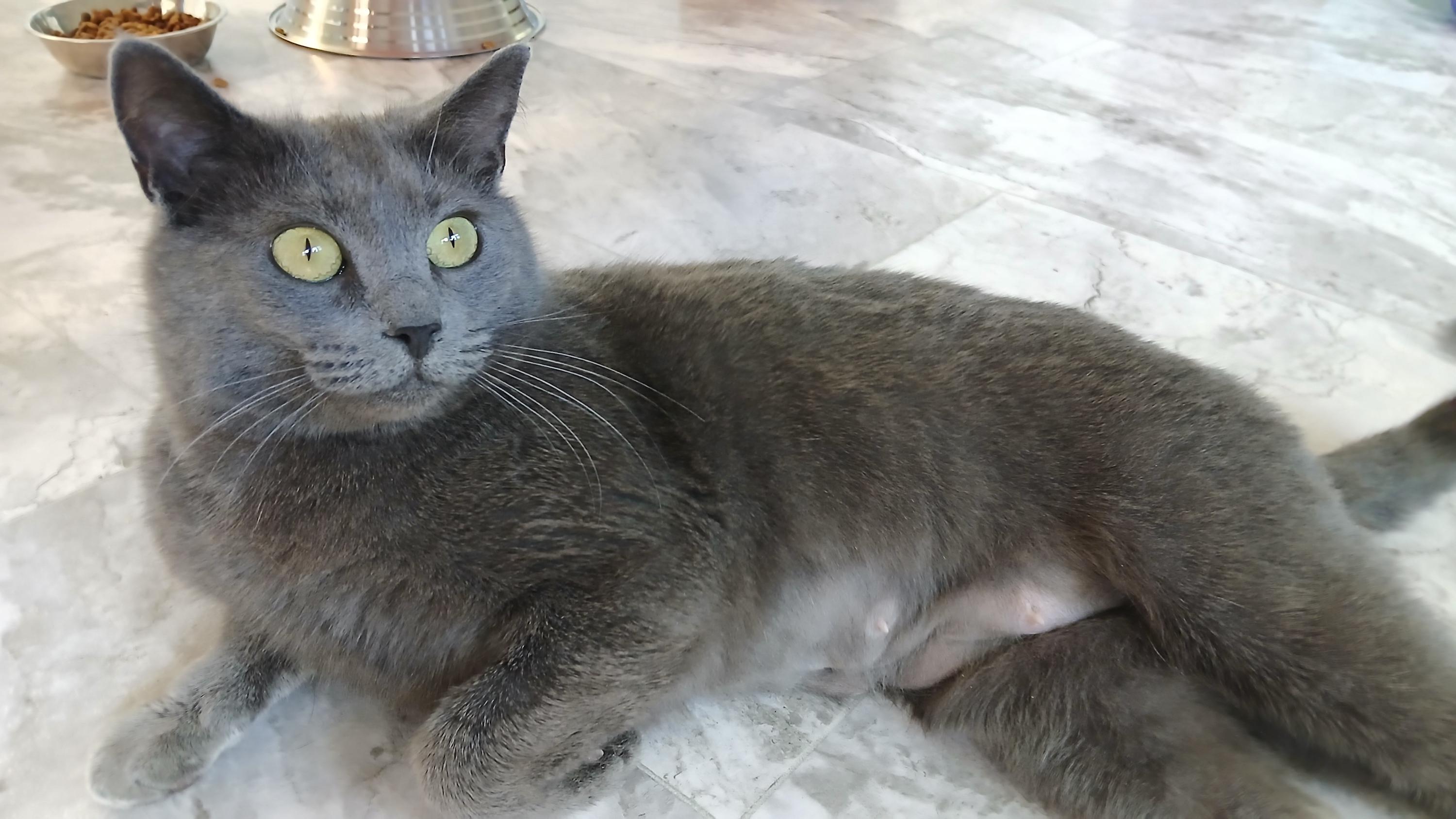 Enlarge Waverly, an adopted Domestic Short Hair in Cullowhee, NC image 4/6