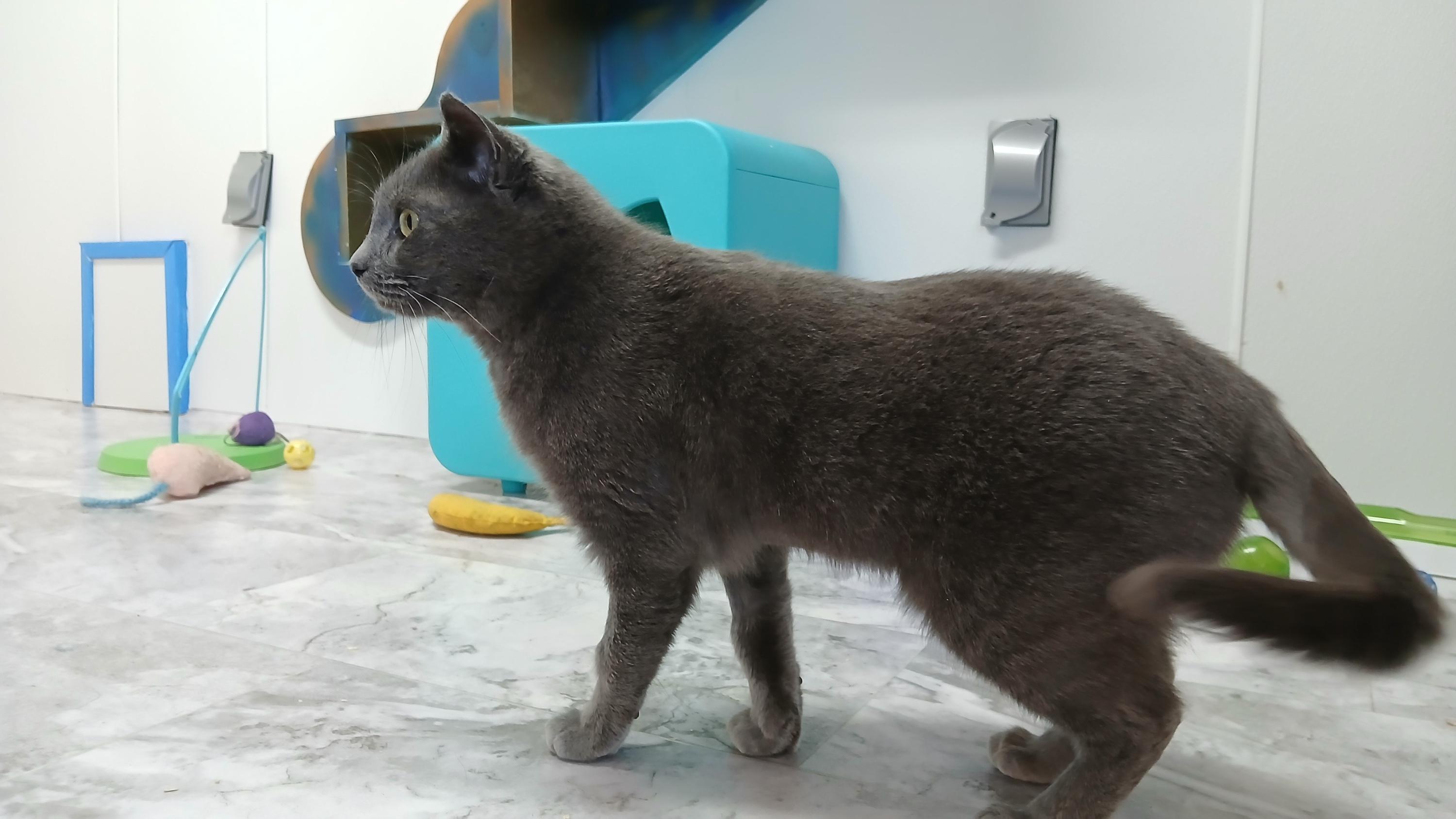 Enlarge Waverly, an adopted Domestic Short Hair in Cullowhee, NC image 3/6