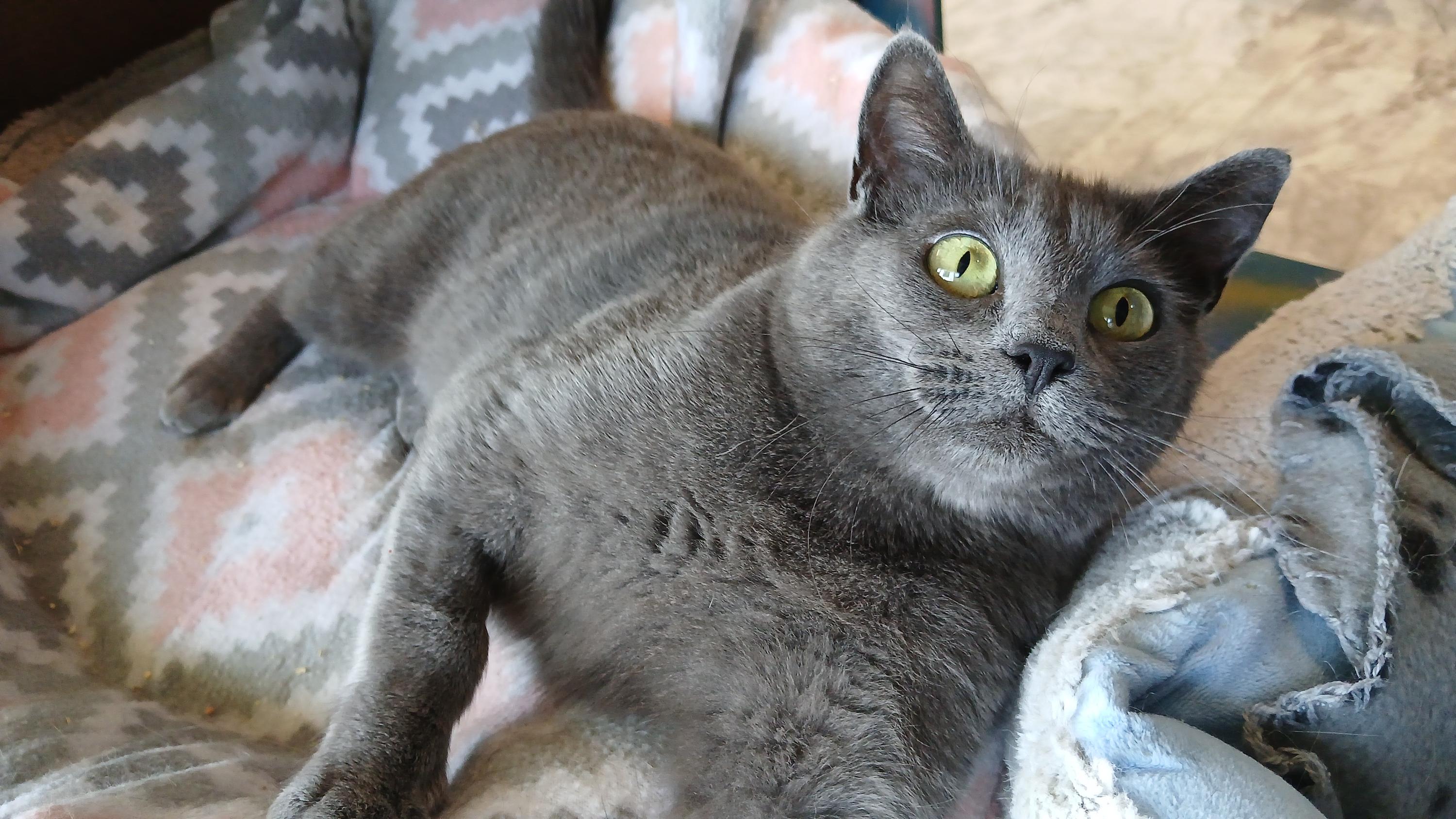 Enlarge Waverly, an adopted Domestic Short Hair in Cullowhee, NC image 6/6