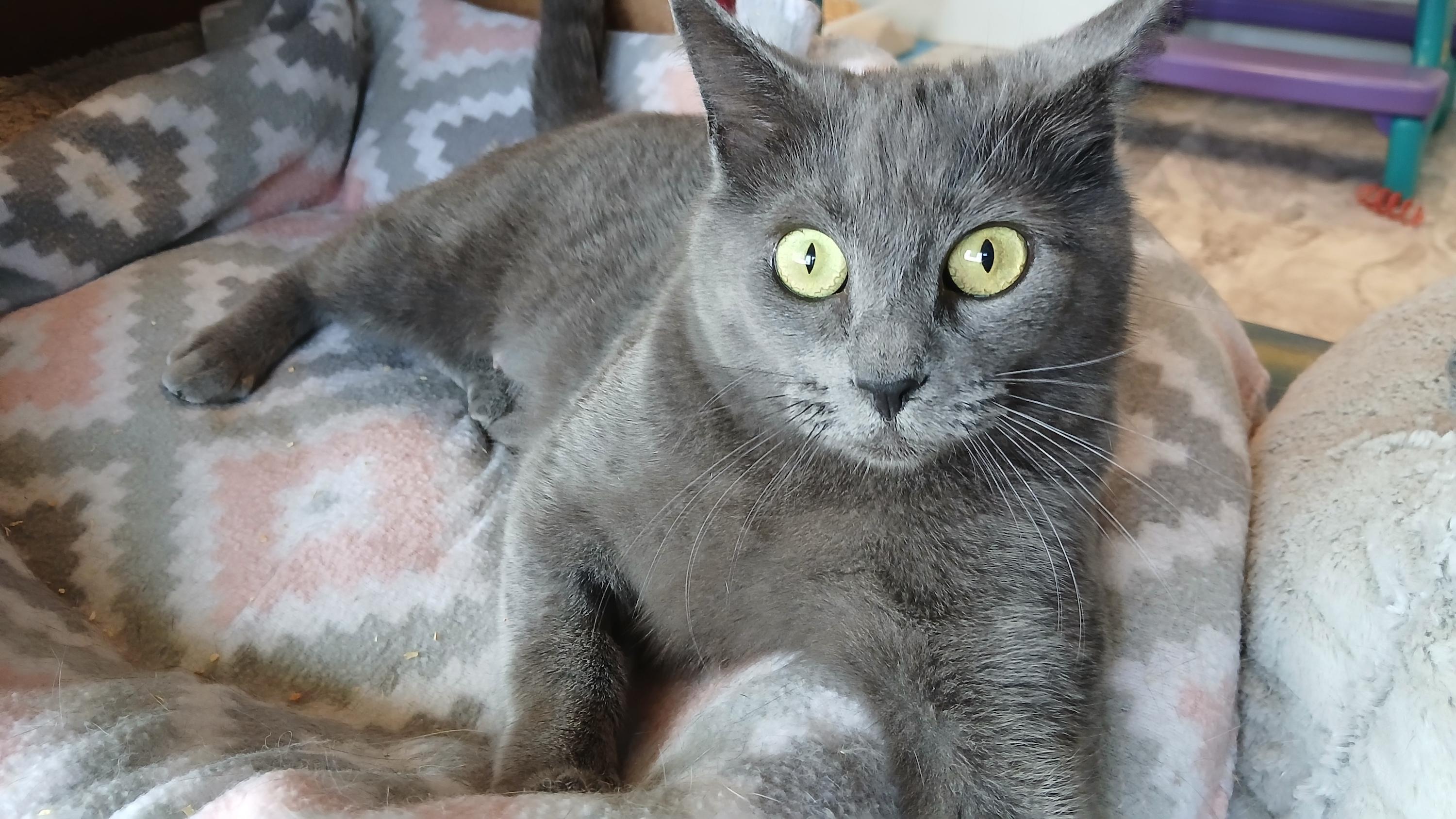 Enlarge Waverly, an adopted Domestic Short Hair in Cullowhee, NC image 2/6