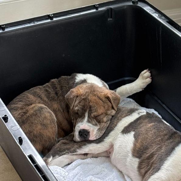 Squish, Adoptable, Puppy Male Shar-Pei & Terrier.