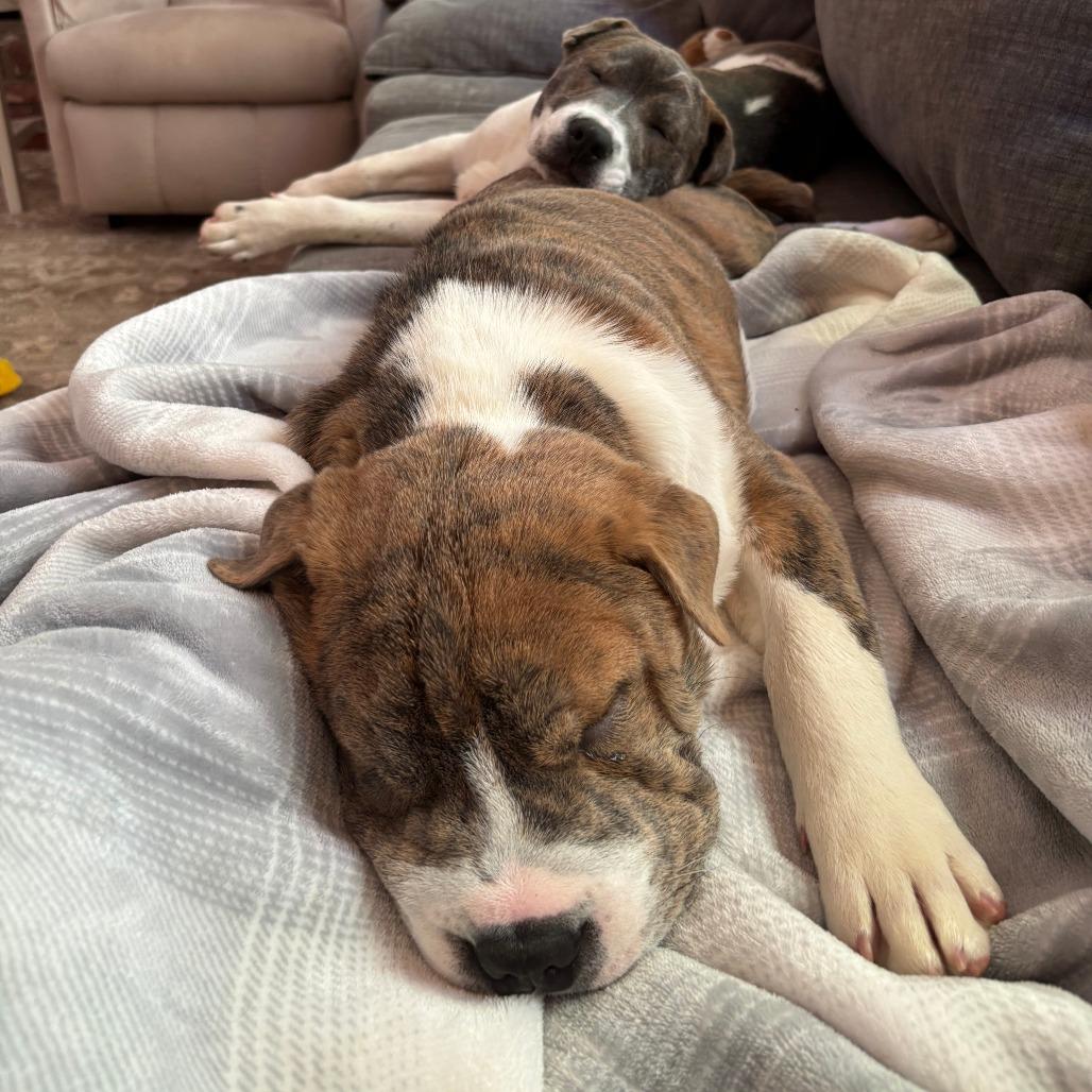 Enlarge Squish, a Adoptable mixed breed in Raleigh, NC image 2/6