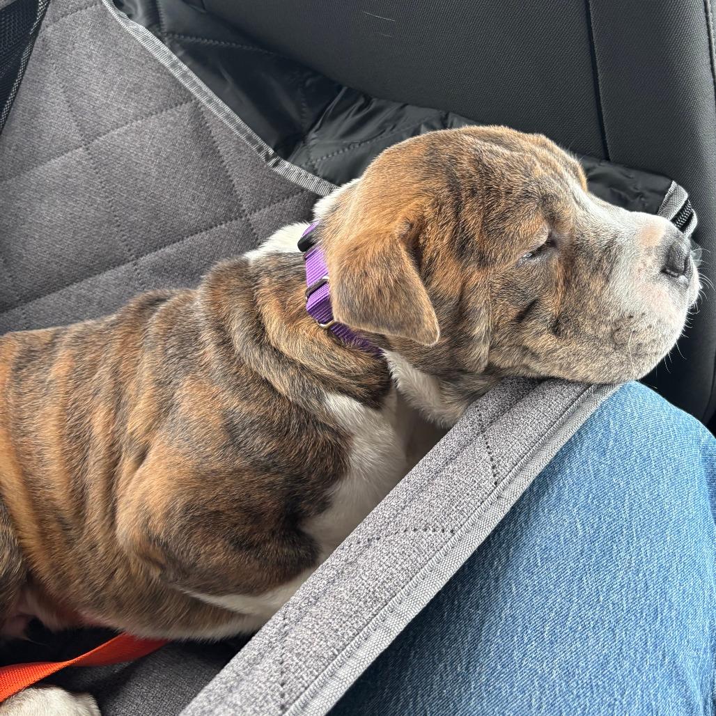 Enlarge Squish, a Adoptable mixed breed in Raleigh, NC image 3/6