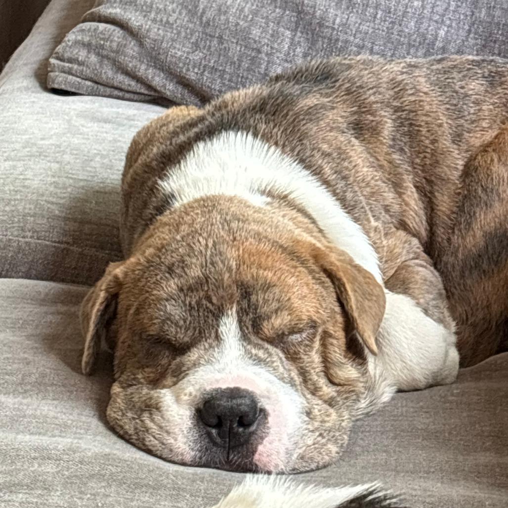 Enlarge Squish, a Adoptable mixed breed in Raleigh, NC image 4/6