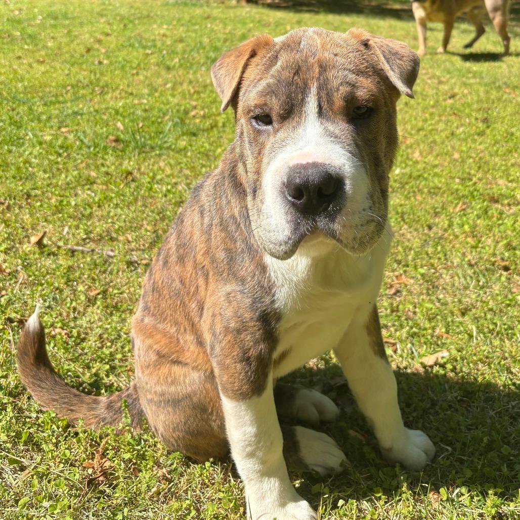 Enlarge Squish, a Adoptable mixed breed in Raleigh, NC image 5/6