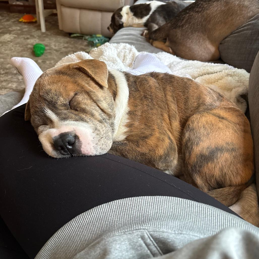 Enlarge Squish, a Adoptable mixed breed in Raleigh, NC image 6/6