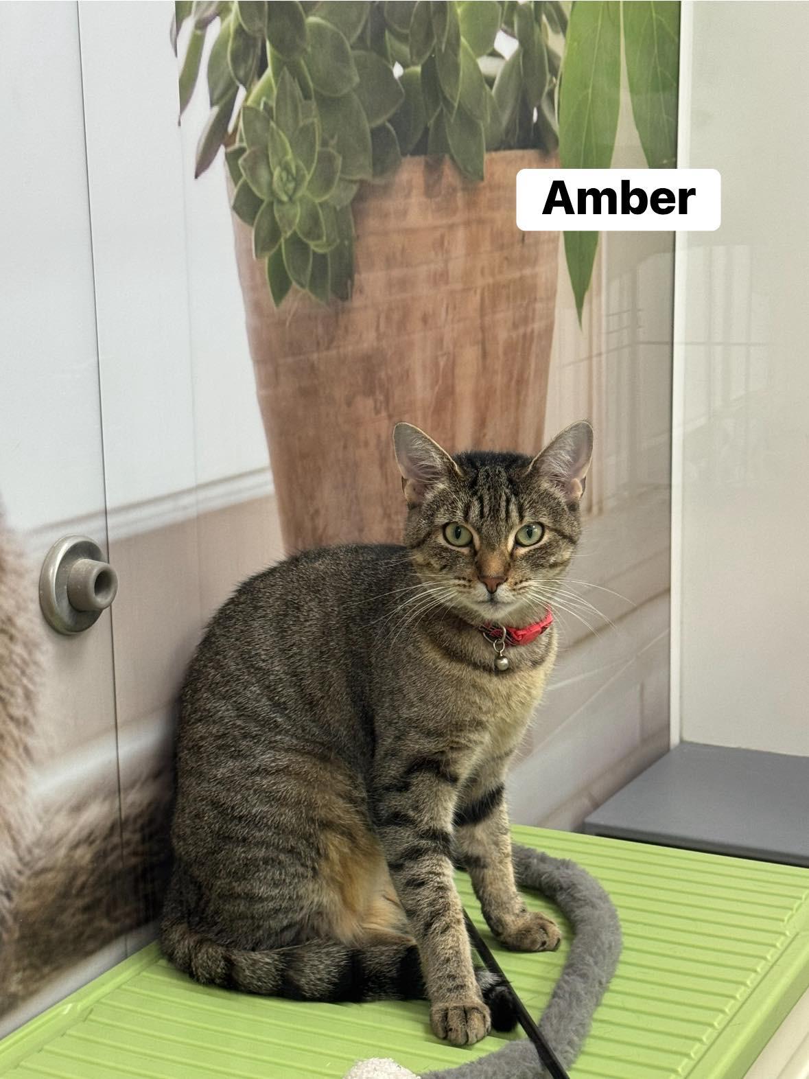 Enlarge Amber, an adoptable Domestic Short Hair in Staten Island, NY image 3/6