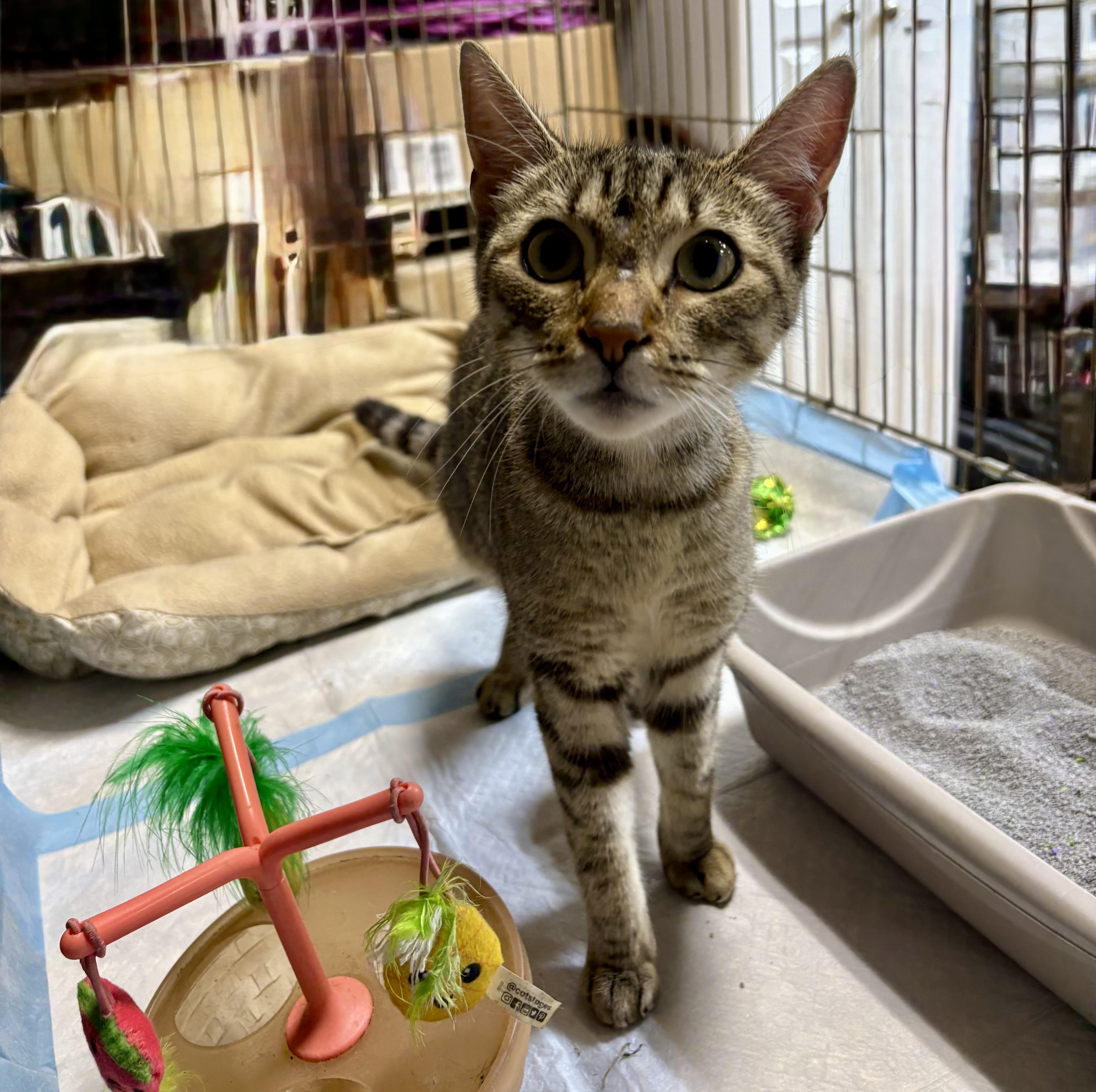 Amber, Adoptable, Adult Female Domestic Short Hair.