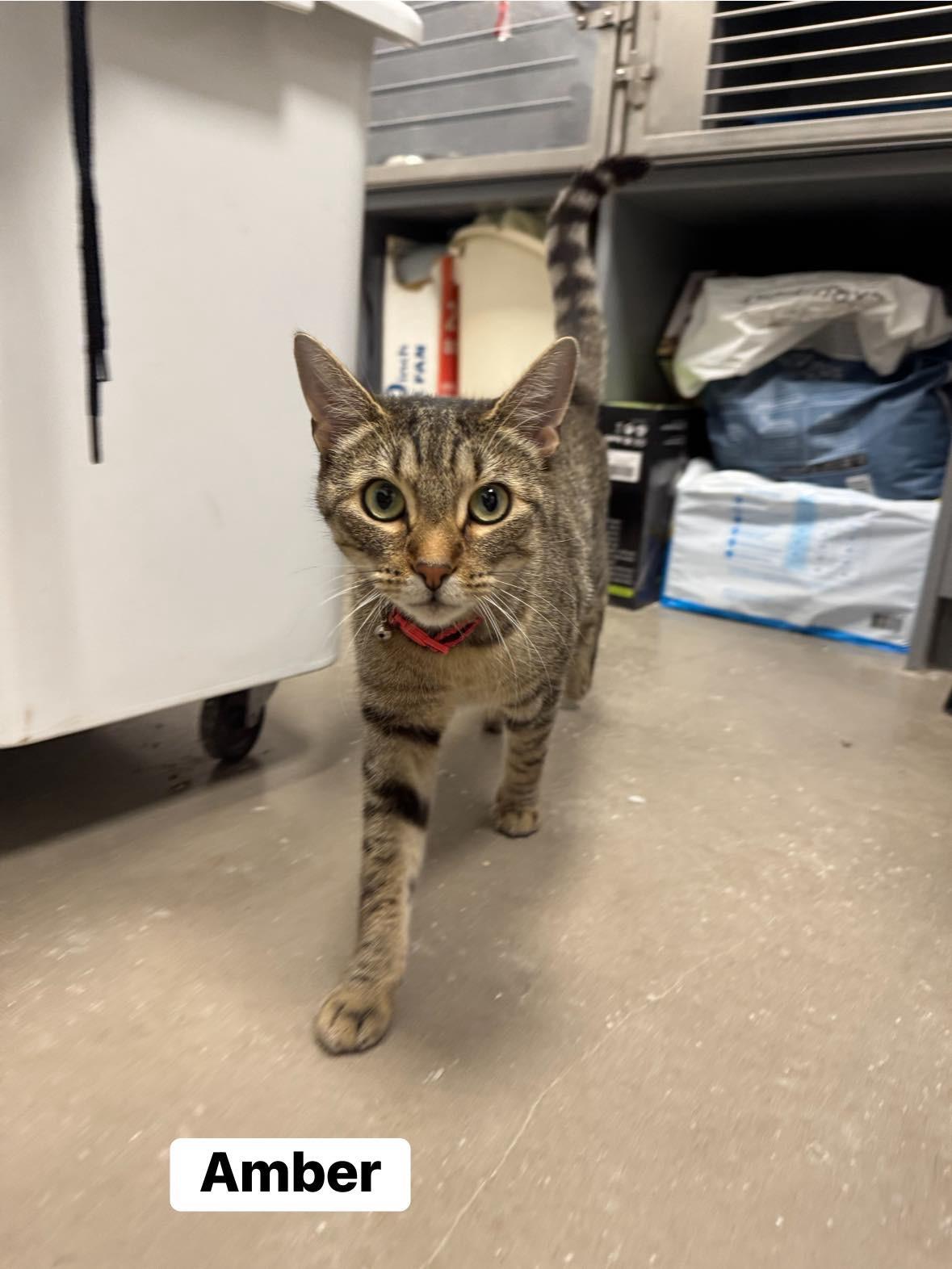 Enlarge Amber, an adoptable Domestic Short Hair in Staten Island, NY image 5/6