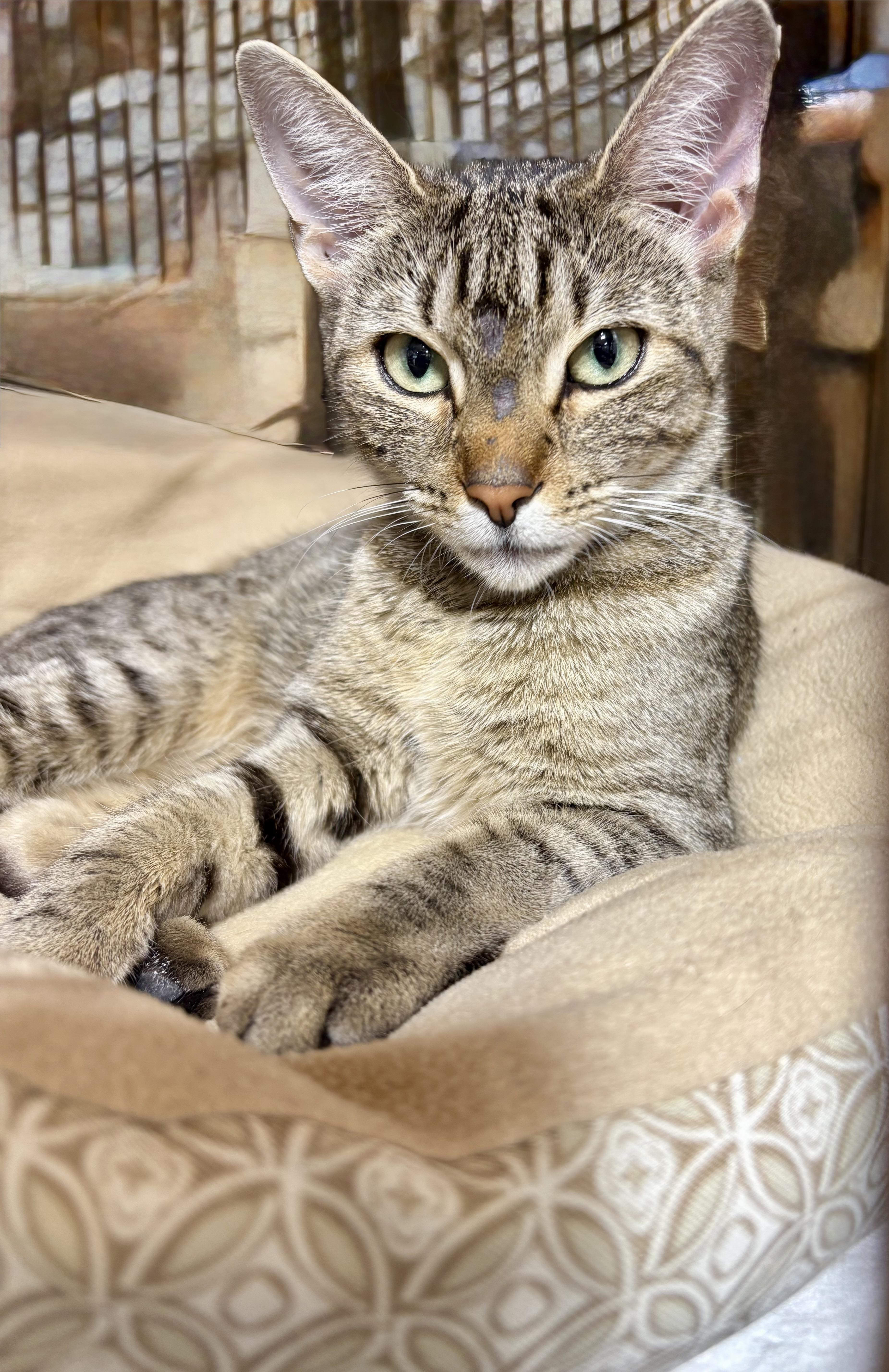 Amber, Adoptable, Adult Female Domestic Short Hair.