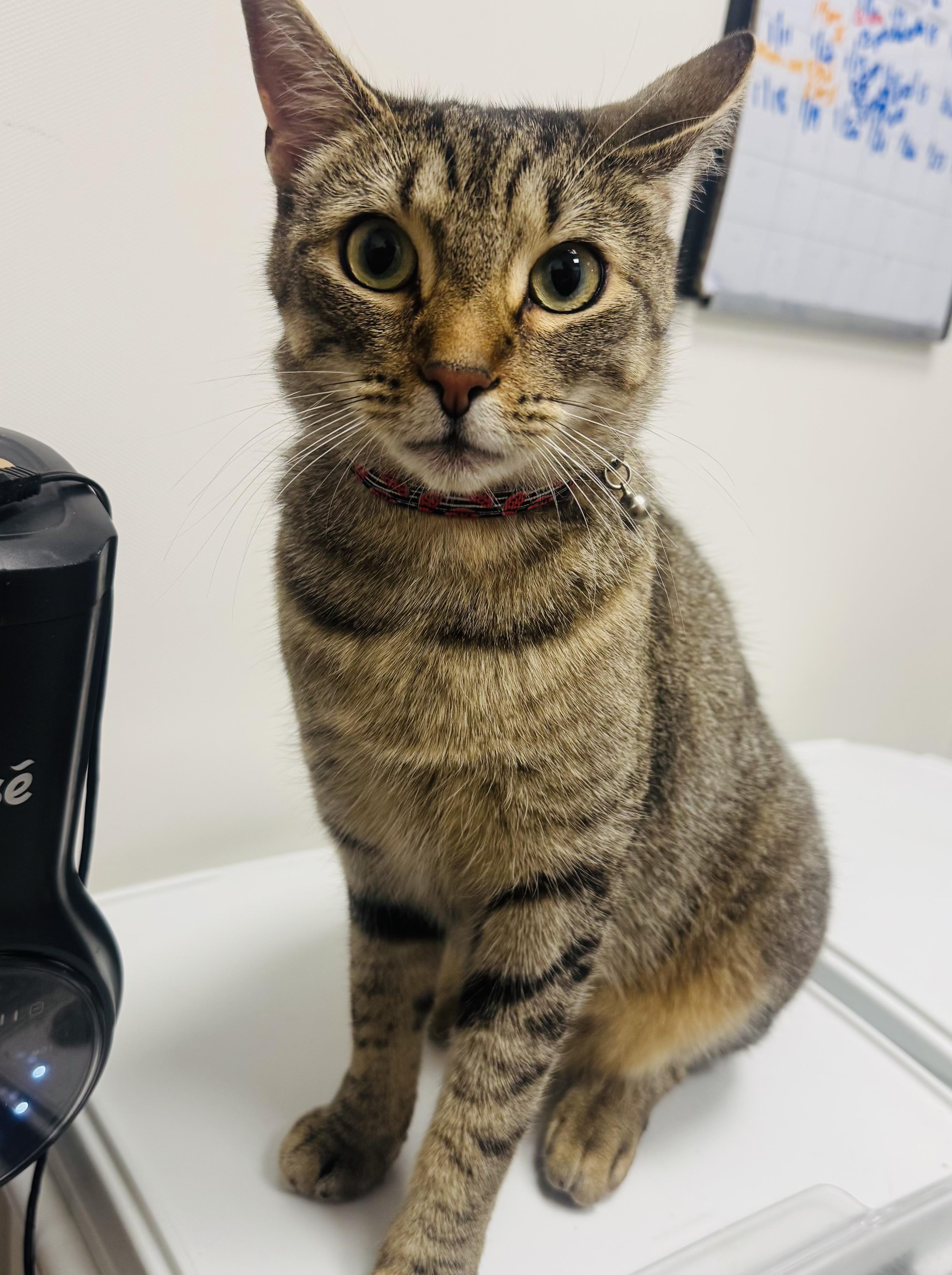 Amber, adoptable, Young Female Domestic Short Hair.