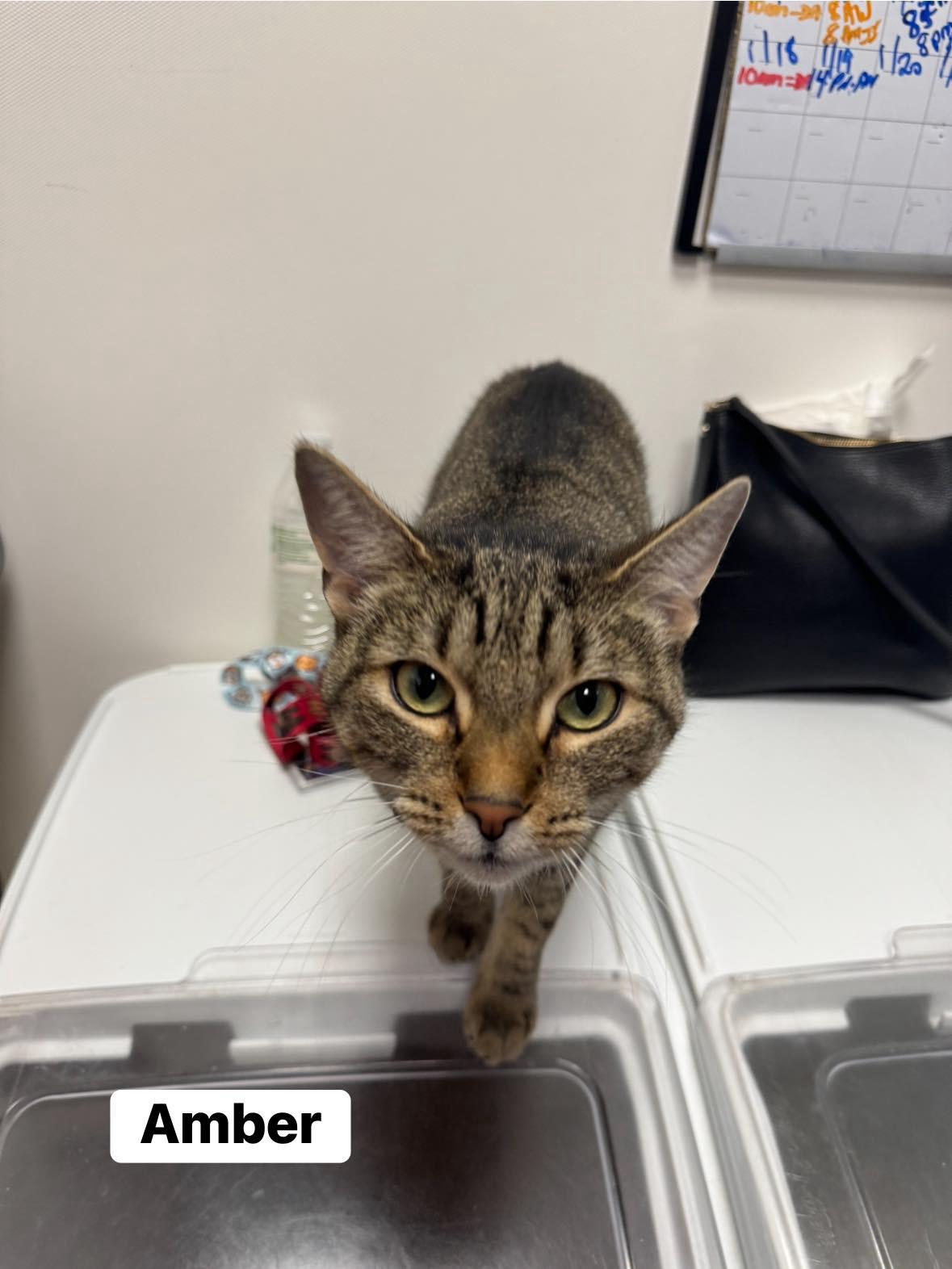 Enlarge Amber, an adoptable Domestic Short Hair in Staten Island, NY image 4/6