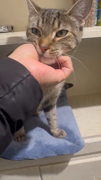 Enlarge Amber, an adoptable Domestic Short Hair in Staten Island, NY video 2/6