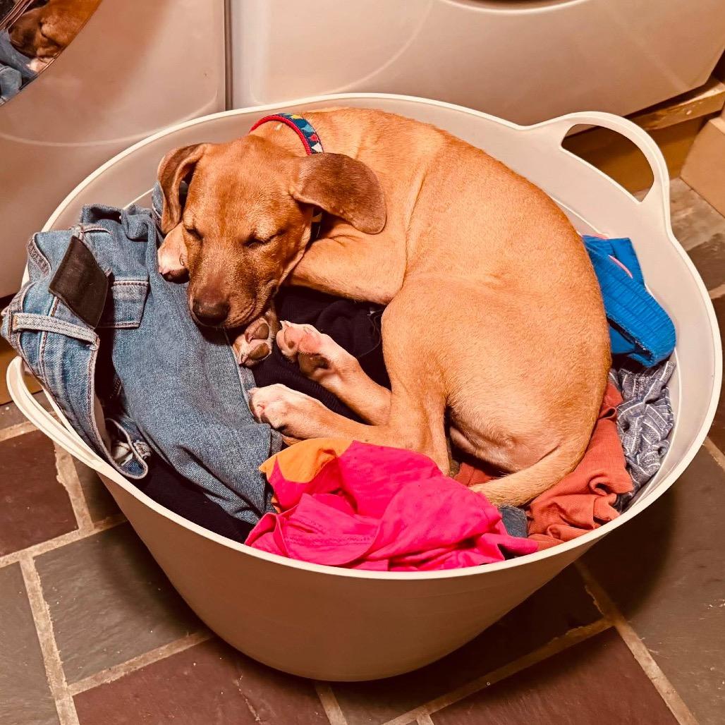 Sparky, Adoptable, Puppy Male Labrador Retriever & Hound.