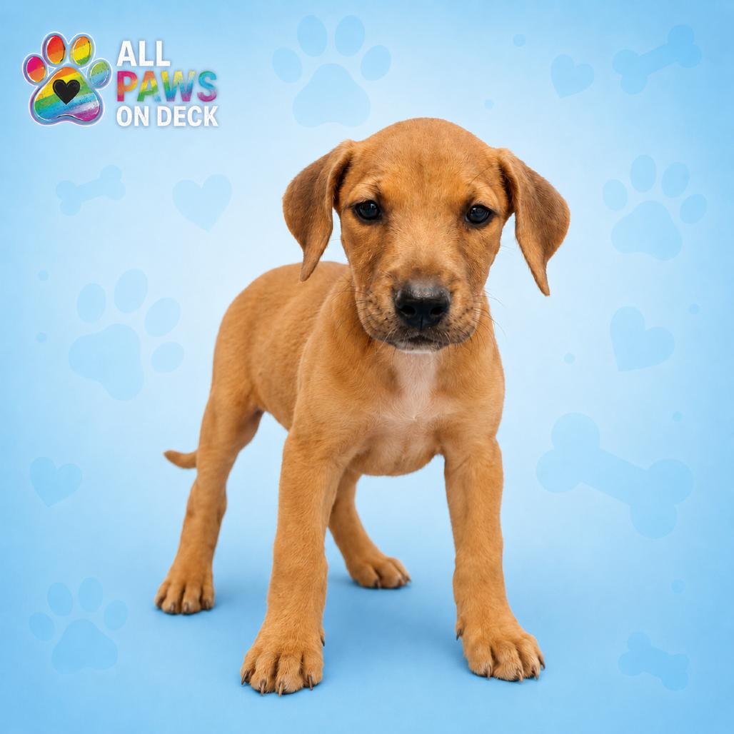 Sparky, a Adoptable mixed breed in Griswold, CT image 2/5