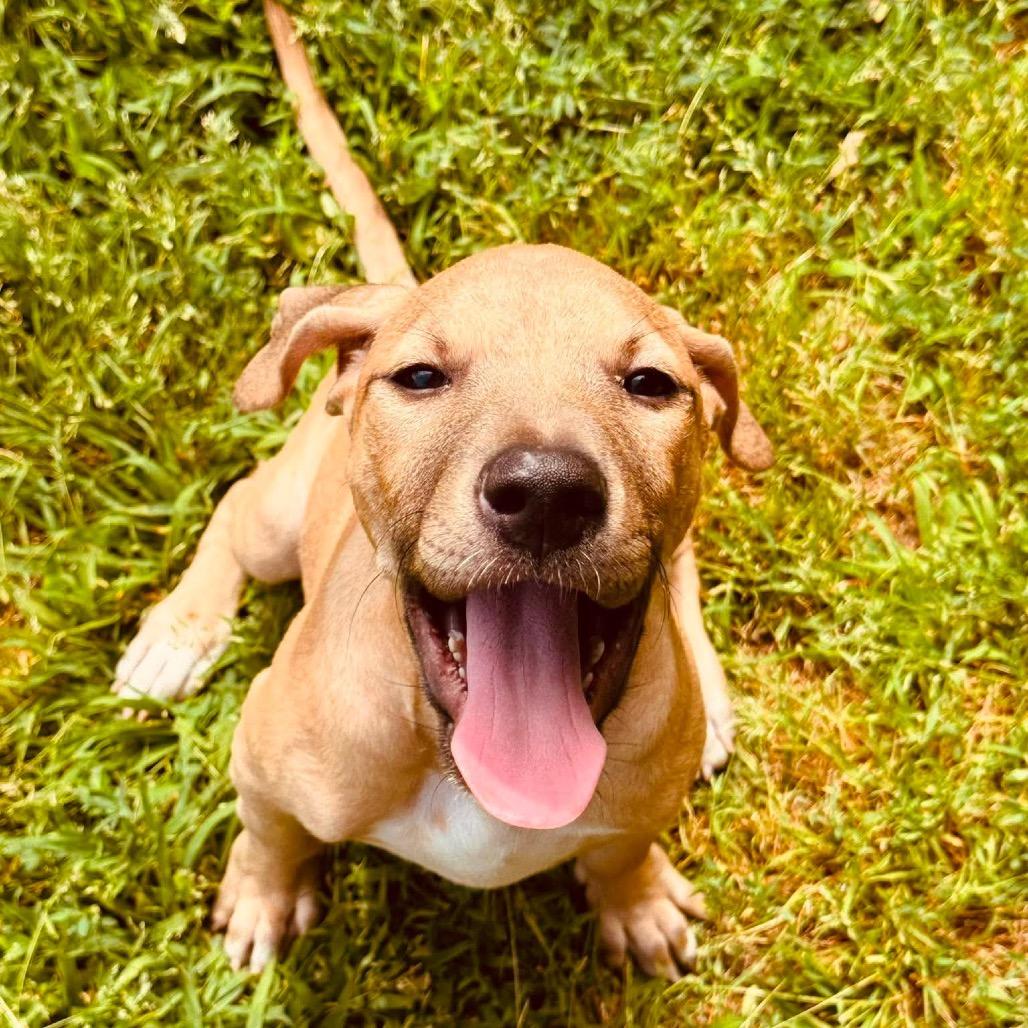 Sparky, a Adoptable mixed breed in Griswold, CT image 3/5
