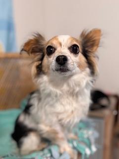 Enlarge Miklo, an adopted mixed breed in Yakima, WA image 4/5