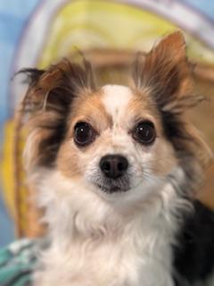 Enlarge Miklo, an adopted mixed breed in Yakima, WA image 3/5