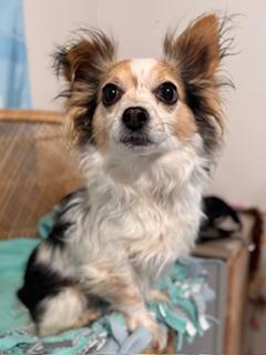 Enlarge Miklo, an adopted mixed breed in Yakima, WA image 2/5