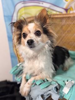 Miklo, adopted, Adult Male Shih Tzu & Chihuahua.