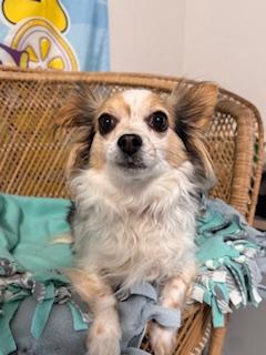 Enlarge Miklo, an adopted mixed breed in Yakima, WA image 5/5