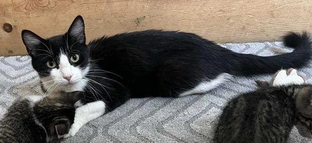 Enlarge Absinthe, a Adoptable Domestic Medium Hair in Trenton, MO image 2/2