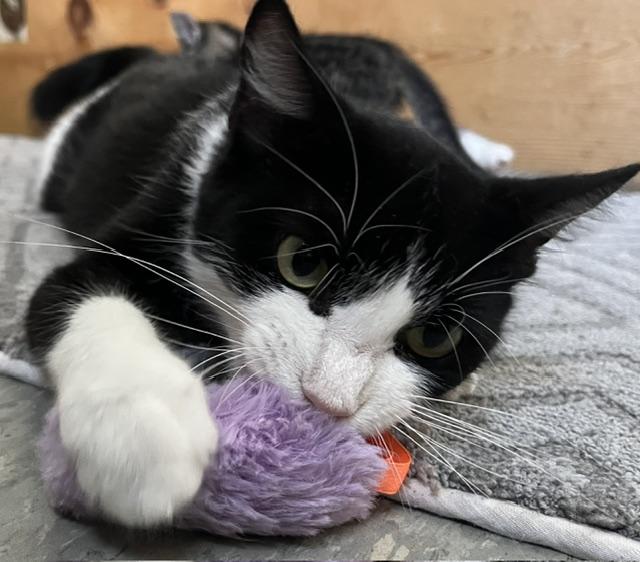 Enlarge Absinthe, a Adoptable Domestic Medium Hair in Trenton, MO image 1/2