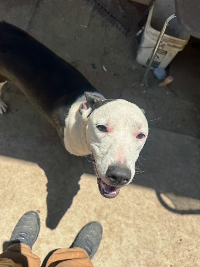 Enlarge Brazuca, a Adoptable mixed breed in California City, CA image 1/1