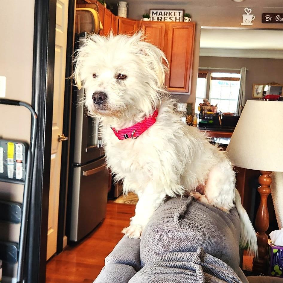 Stewie — thumbnail 3