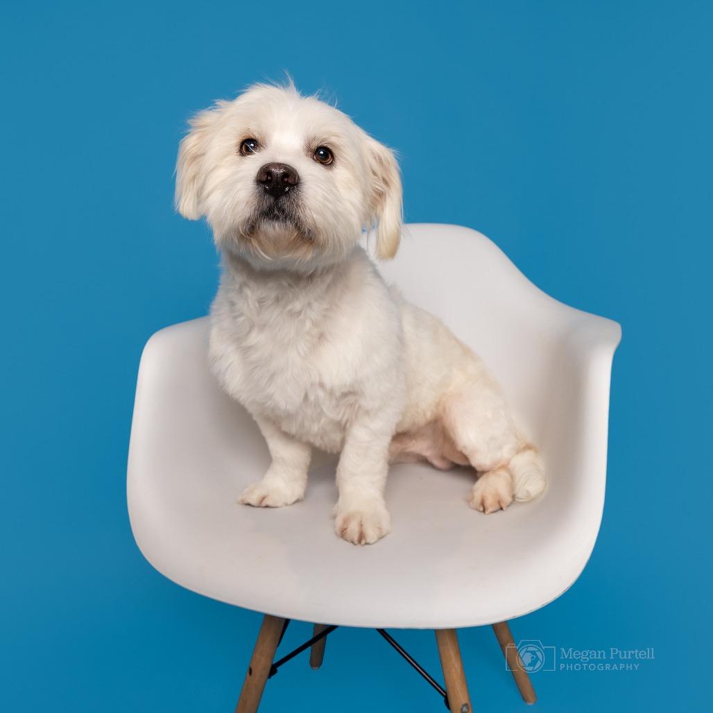 Stewie — thumbnail 4