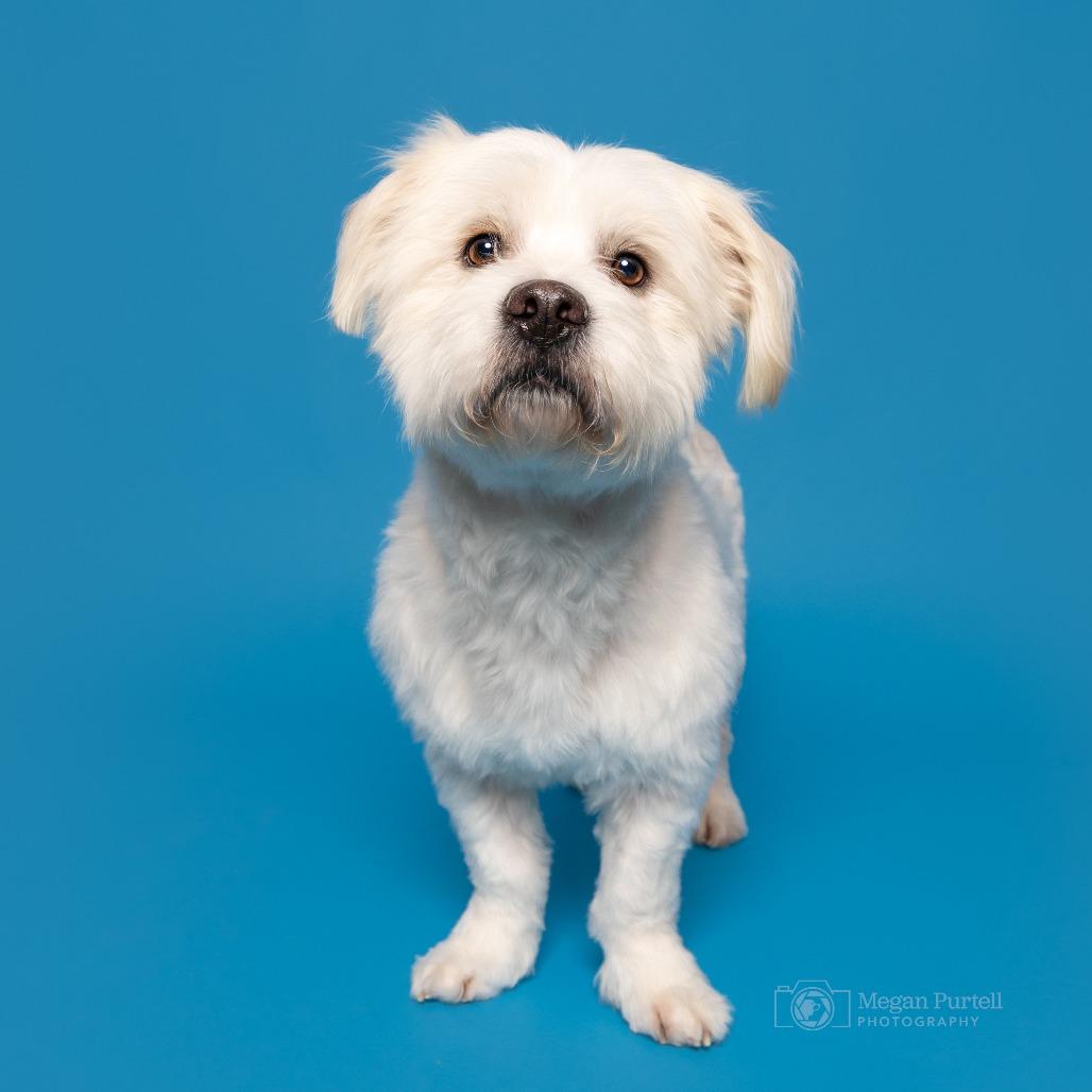 Stewie — thumbnail 5