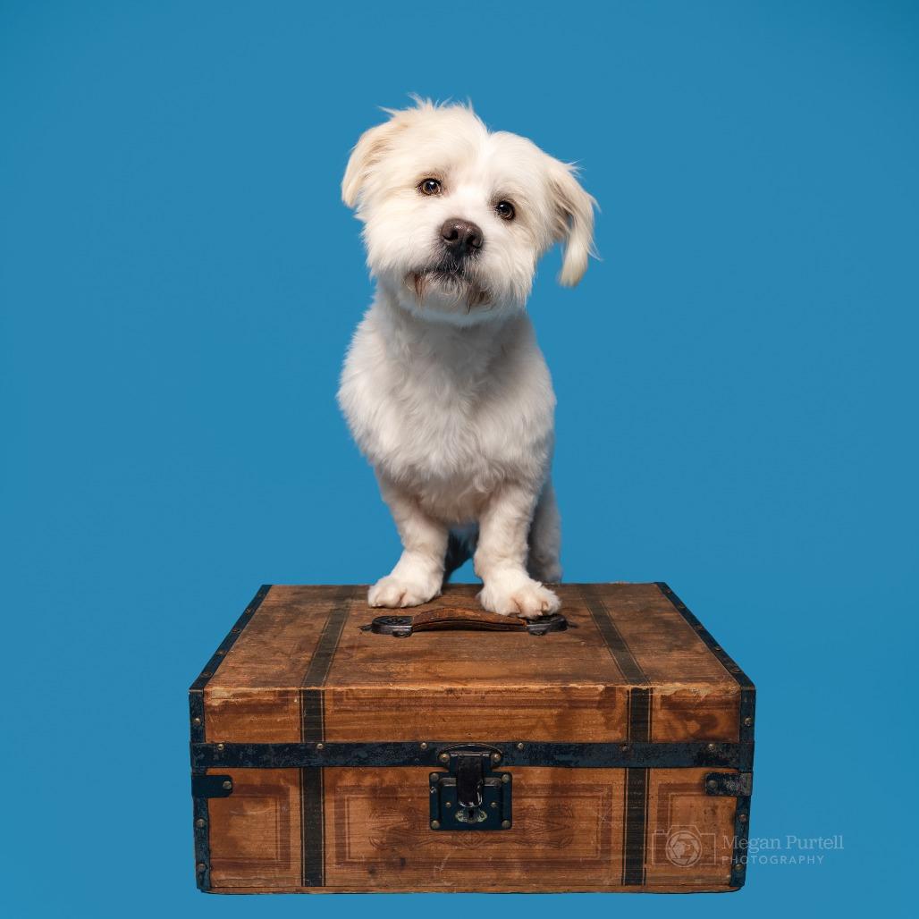 Stewie — thumbnail 6