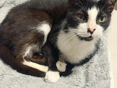 Enlarge Oreo, a Adoptable mixed breed in st louis, MO image 4/6
