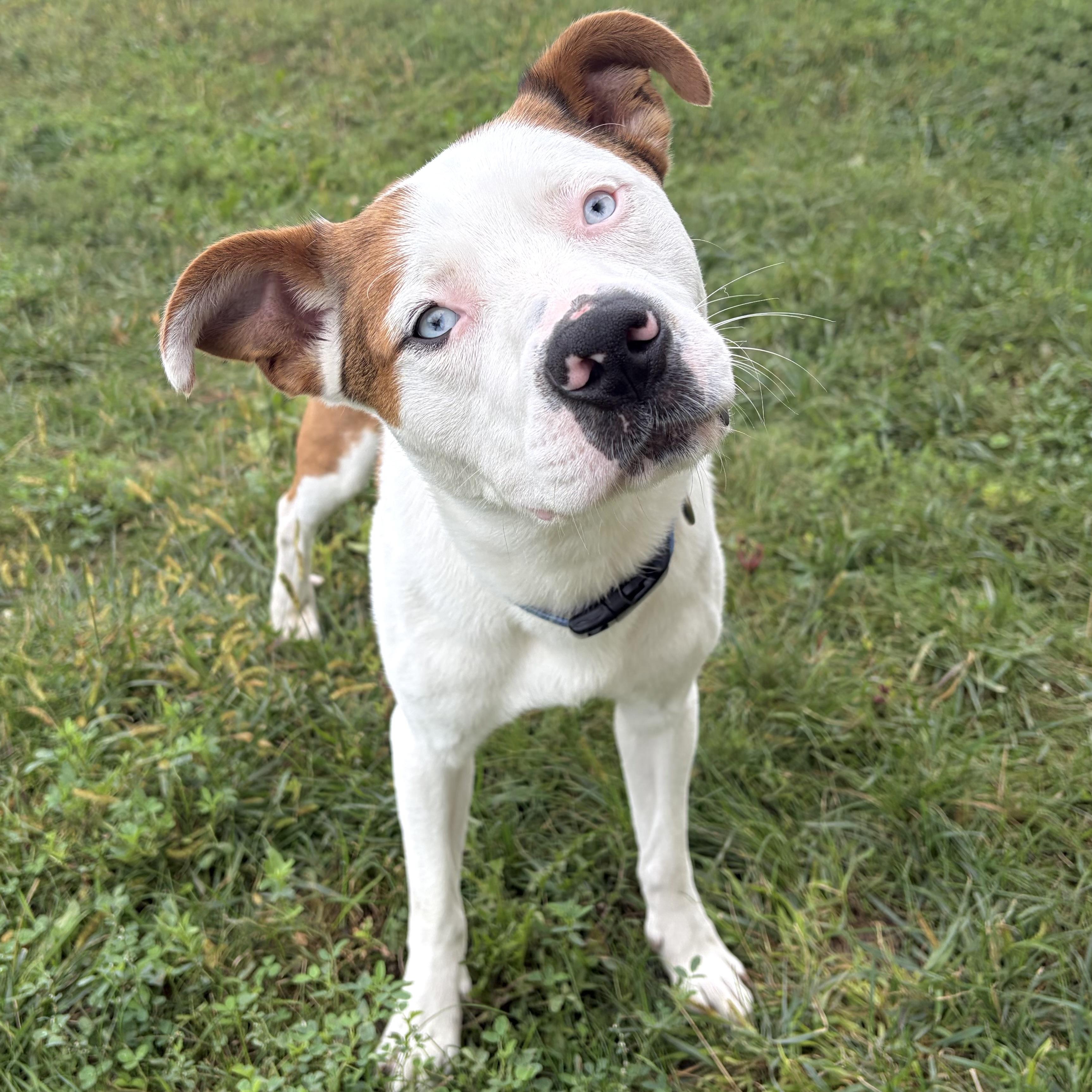 Diogee, Adoptable, Young Male Carolina Dog & Pit Bull Terrier.