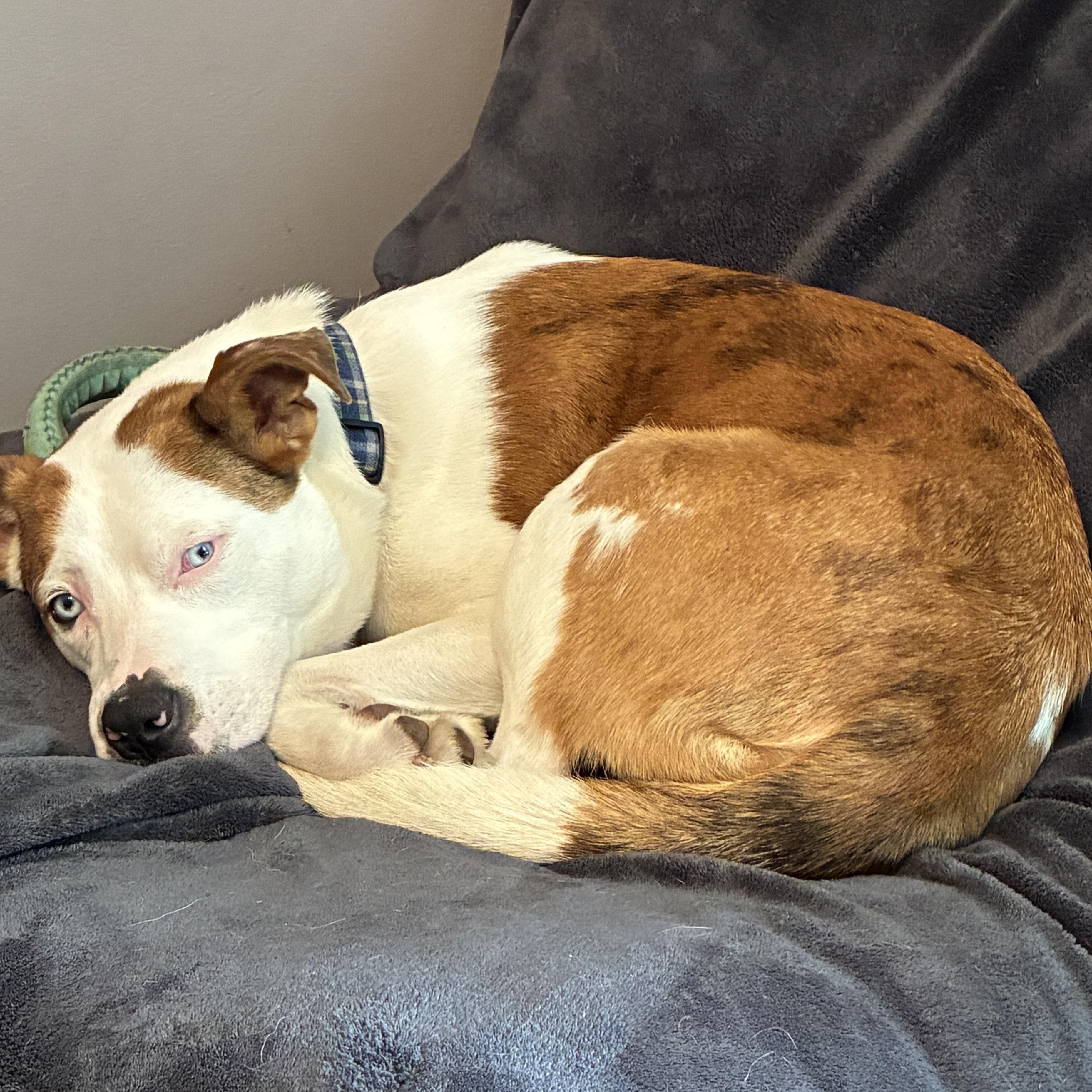 Enlarge Diogee, a Adoptable mixed breed in Prior Lake, MN image 5/5