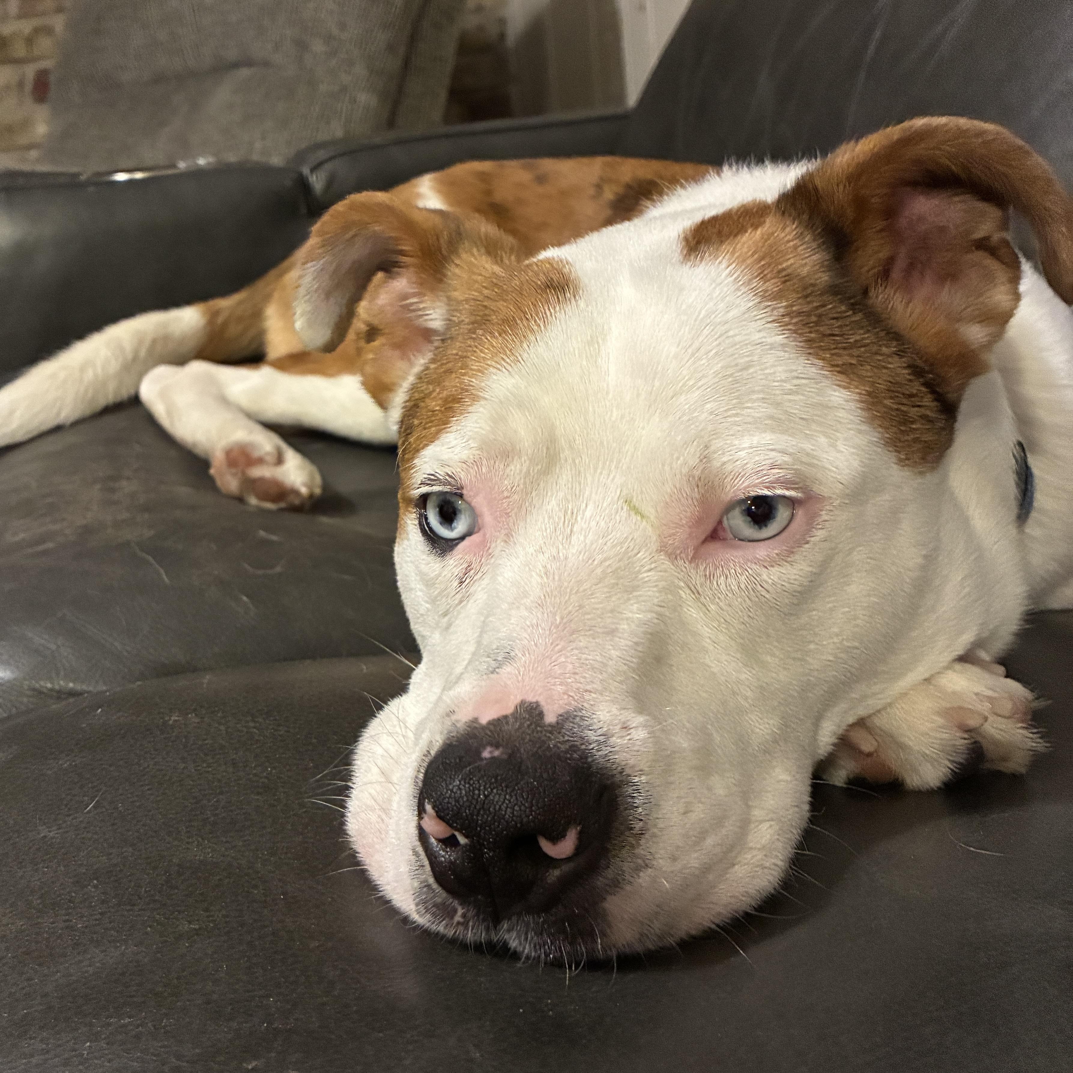 Enlarge Diogee, a Adoptable mixed breed in Prior Lake, MN image 2/5