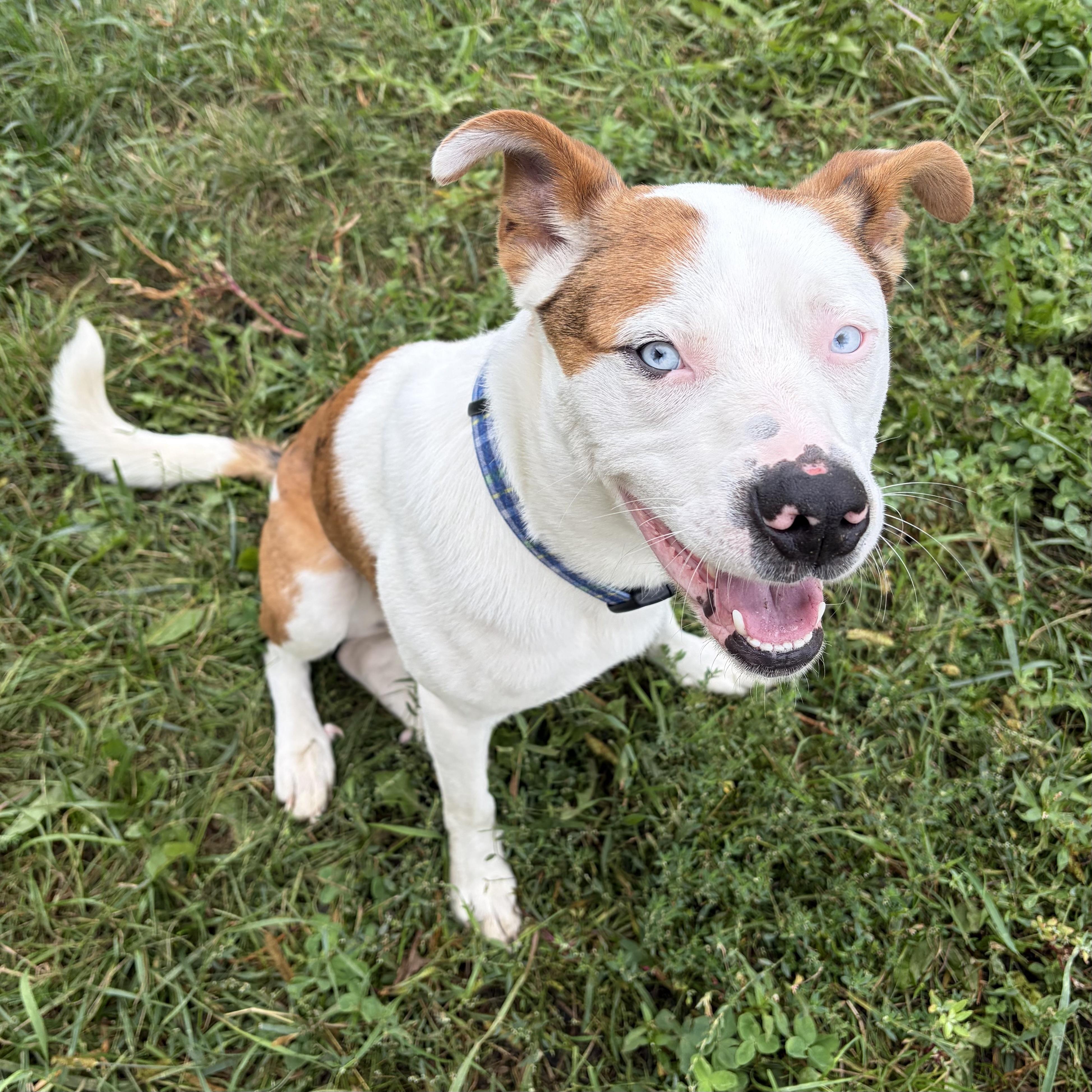 Enlarge Diogee, a Adoptable mixed breed in Prior Lake, MN image 4/5